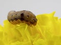 Brown and black worm or caterpillar eating petals of yellow marigold flower in background Royalty Free Stock Photo