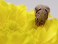 Brown and black worm or caterpillar eating petals of yellow marigold flower in background Royalty Free Stock Photo