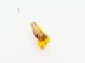 Brown and black worm or caterpillar eating petals of yellow marigold flower in background Royalty Free Stock Photo