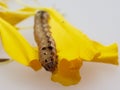 Brown and black worm or caterpillar eating petals of yellow marigold flower in background Royalty Free Stock Photo