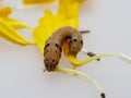 Brown and black worm or caterpillar eating petals of yellow marigold flower in background Royalty Free Stock Photo