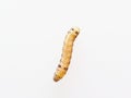 Brown and black worm or caterpillar isolated on white background Royalty Free Stock Photo