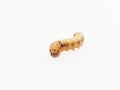 Brown and black worm or caterpillar isolated on white background Royalty Free Stock Photo