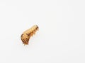 Brown and black worm or caterpillar isolated on white background Royalty Free Stock Photo