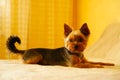 A brown and black Yorkshire terrier lies on a white sofa against a yellow wall and looks at the camera Royalty Free Stock Photo