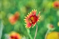 Brown Blister Beetle, Meloidae, Epicauta ochrea on Gaillardia pulchella Fire wheel flower Texas, USA