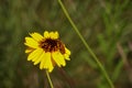 Brown Blister Beetle, Meloidae, Epicauta ochrea on Greenthread flower Texas, USA, May