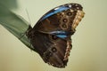 Brown and blue butterfly