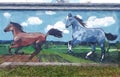 Brown and blue horses galloping over the agricultured fields