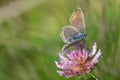 A brown blue sits on a withered blossom of wild clover in autumn, against a green background in nature