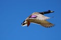 A brown, blue, yellow and purple mallard duck in flight with a blue sky at Kenneth Hahn Park