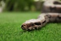 Brown boa constrictor on green grass