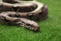 Brown boa constrictor on green grass