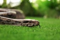 Brown boa constrictor on green grass