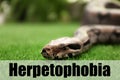 Brown boa constrictor on green grass. Herpetophobia concept Royalty Free Stock Photo