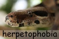 Brown boa constrictor, closeup. Herpetophobia concept Royalty Free Stock Photo