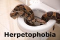 Brown boa constrictor on toilet in bathroom. Herpetophobia concept Royalty Free Stock Photo