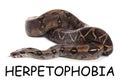 Brown boa constrictor on background. Herpetophobia concept Royalty Free Stock Photo