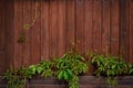 Brown board fence and the a climbing plant. Natural wood background for vintage design Royalty Free Stock Photo