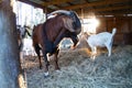 Brown Boer Goat and his Nannies