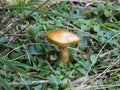 Brown bolete mushroo in the forest Royalty Free Stock Photo