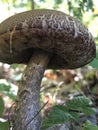 Bolette mushroom Royalty Free Stock Photo