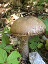 Bolette mushroom Royalty Free Stock Photo