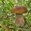 Brown boletus