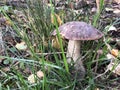 brown boletus in the grass among the fallen leaves