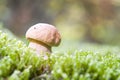 Brown boletus growing