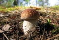 Brown boletus mushroom among green and brown moss, side view