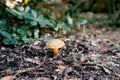 Brown boletus mushroom grows in the forest among fallen leaves