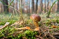 Brown boletus