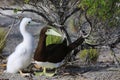 Brown Booby Bird with a Chick Royalty Free Stock Photo