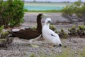 Brown Booby Bird with a Chick Royalty Free Stock Photo