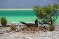 Brown Booby Bird