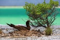 Brown Booby Bird in the nest Royalty Free Stock Photo