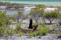 Brown Booby Bird