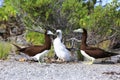 Brown Booby Bird's Family Royalty Free Stock Photo