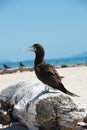 Brown booby Royalty Free Stock Photo