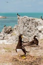 Brown Booby Royalty Free Stock Photo