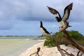 Brown Booby Couple Royalty Free Stock Photo