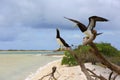 Brown Booby Couple Royalty Free Stock Photo
