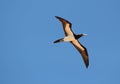 Brown booby Royalty Free Stock Photo
