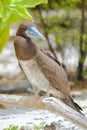 Brown booby, exotic bird Royalty Free Stock Photo