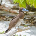 Brown booby, exotic bird Royalty Free Stock Photo