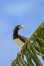 Brown booby, exotic bird Royalty Free Stock Photo
