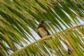 Brown booby, exotic bird Royalty Free Stock Photo