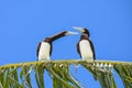 Brown booby, exotic birds Royalty Free Stock Photo