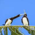 Brown booby, exotic birds Royalty Free Stock Photo